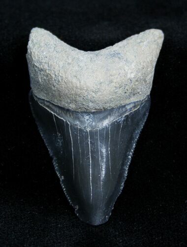 Inch Bone Valley Megalodon Tooth #1359